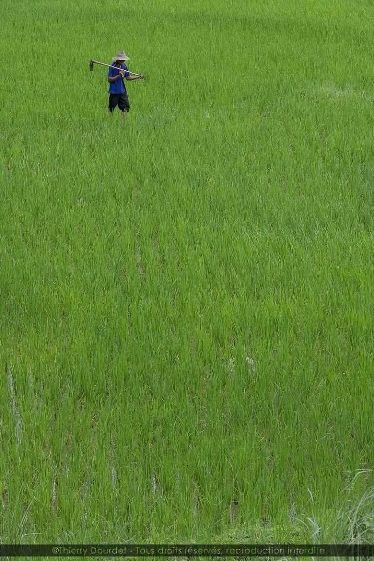 257 - RIZIERES - THAILANDE - Chang Mai