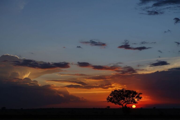 307 - POESIE D'AFRIQUE - TANZANIE - Plaine du Serengeti