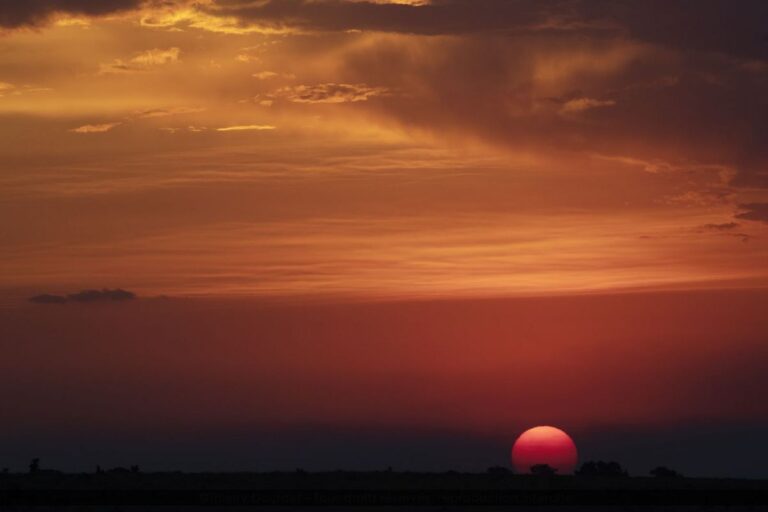 308 - FIN DU JOUR - TANZANIE - Plaine du Serengeti