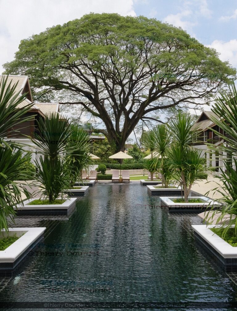 331 - L'ARBRE - THAILANDE - Chiang Mai