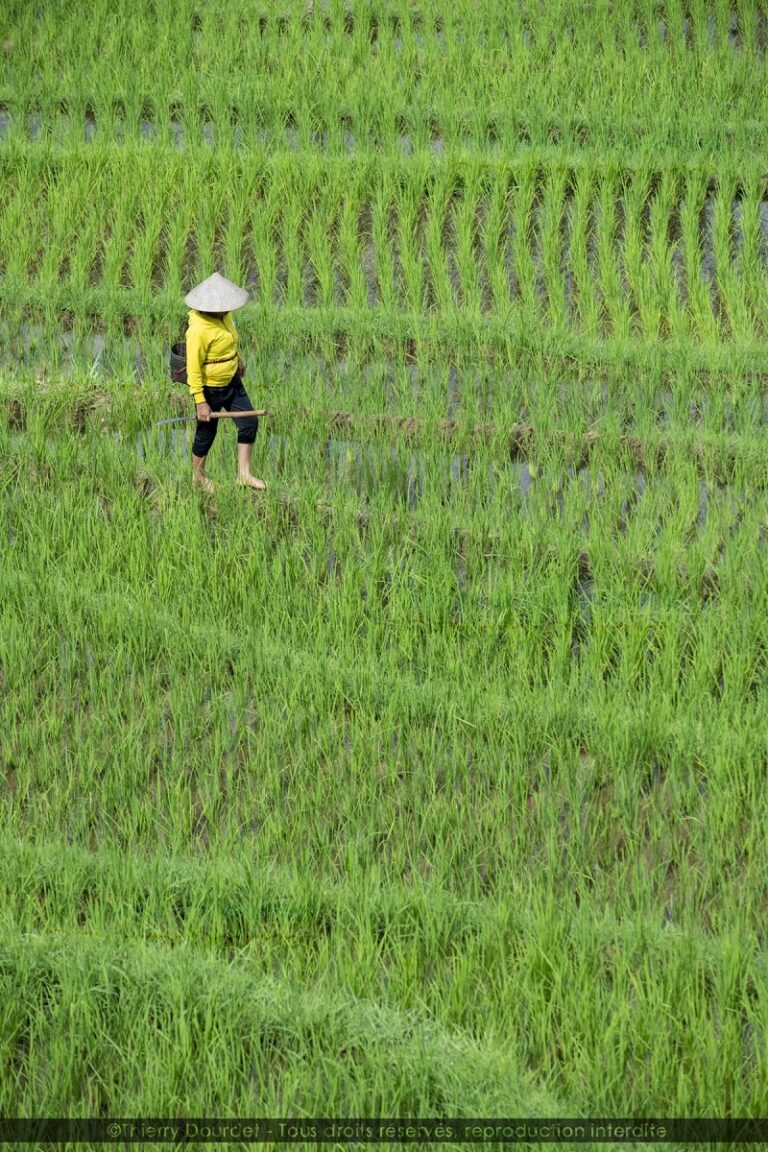 374 - LABEUR DES RIZIERES - VIETNAM - Pu Luong