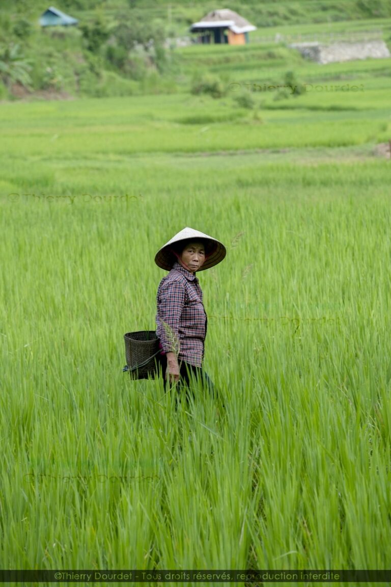 378 - LA RECOLTE - VIETNAM - Pu Luong
