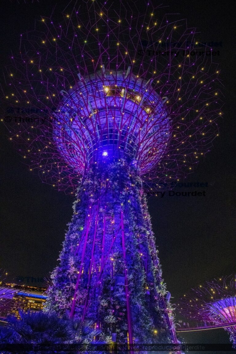 421 - JARDIN MARINA BAY SANDS VIOLET - SINGAPOUR - Singapour