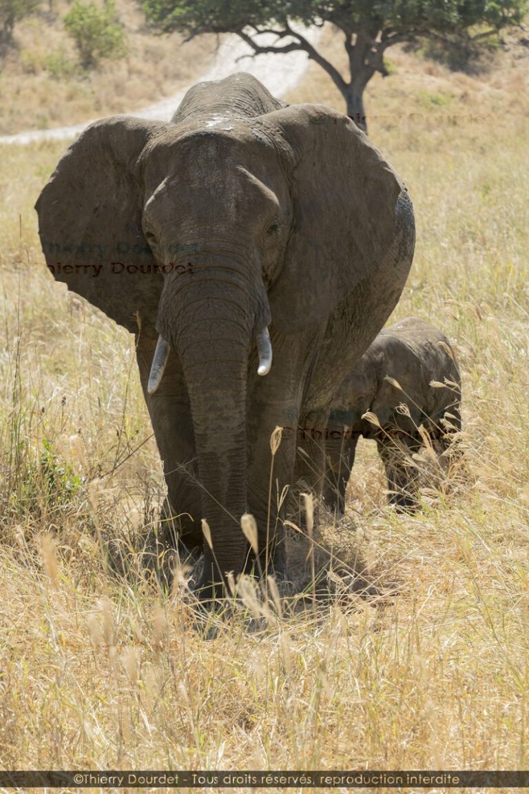 449 - ELEPHANTS - TANZANIE - Parc du Serengeti