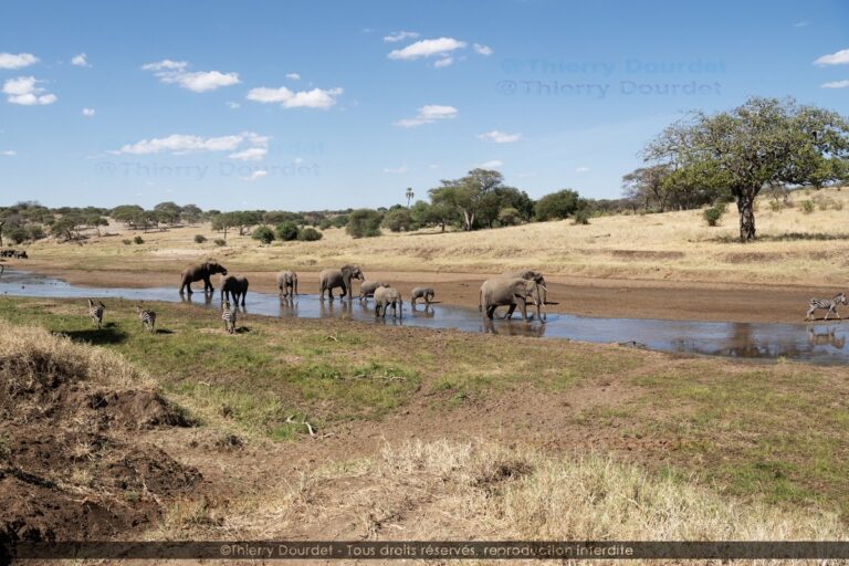 450 - FAMILLE ELEPHANTS - TANZANIE - Parc du Serengeti