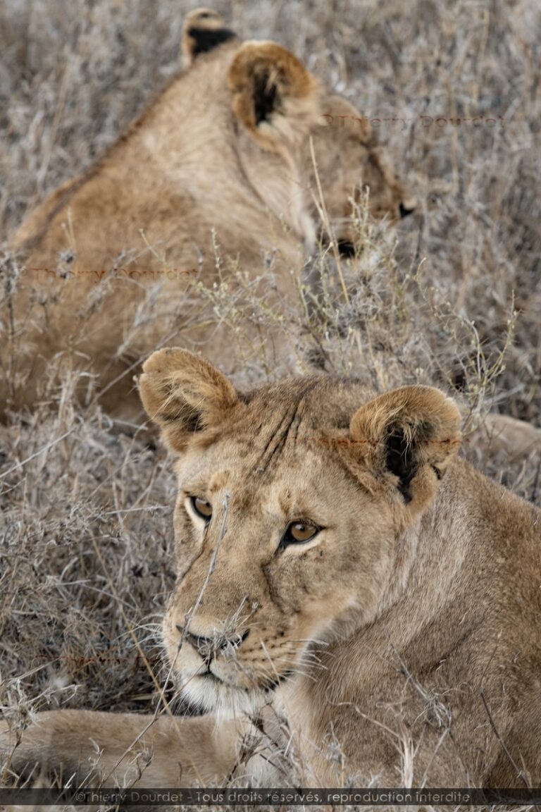 451 - REPOS A L'OMBRE - TANZANIE - Parc du Serengeti