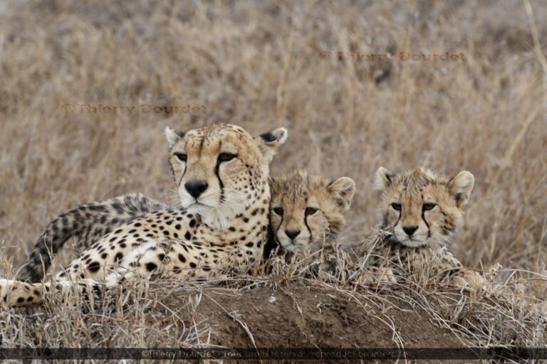 452 - FAMILLE LEOPARDS - TANZANIE - Parc du Serengeti