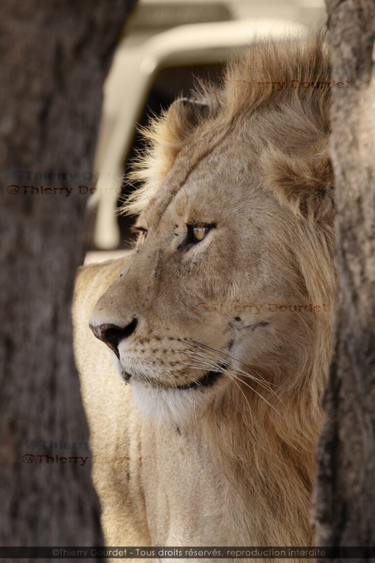 453 - LE ROI LION - TANZANIE - Parc du Serengeti