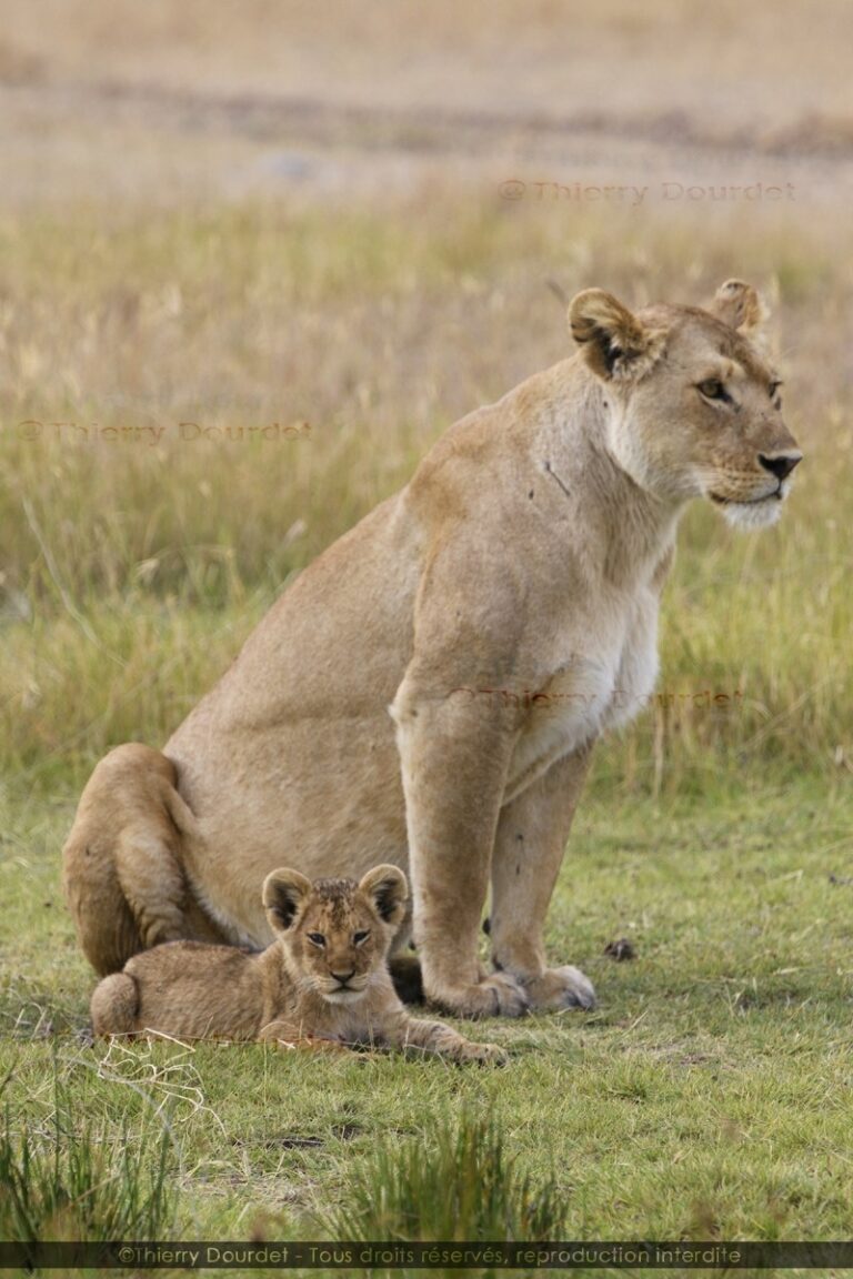 454 - LIONNE ET SON PETIT - TANZANIE - Parc du Serengeti