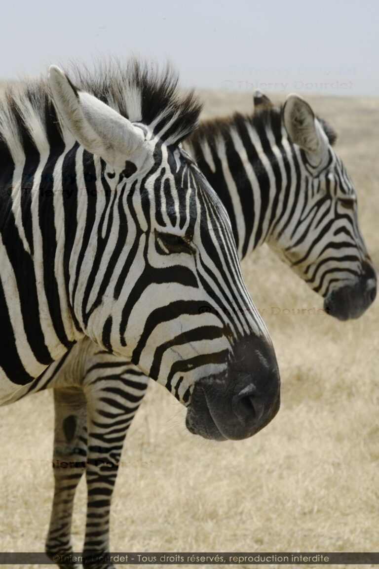 455 - ZEBRES - TANZANIE - Parc du Serengeti