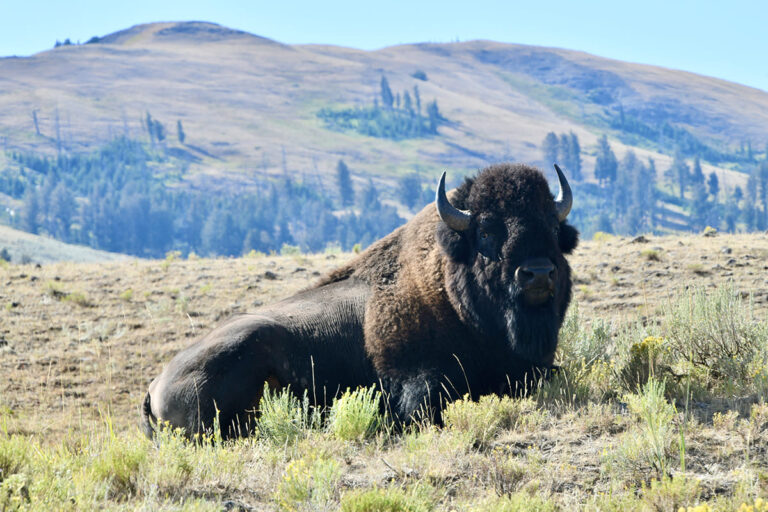 573 - Etats-Unis - Parc de Yellowstone - Août 2025